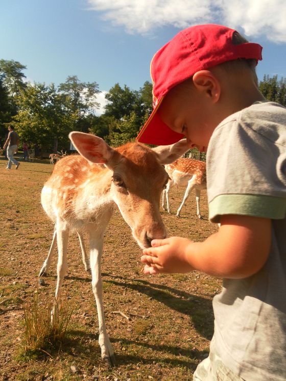enfant qui nourrit un faon