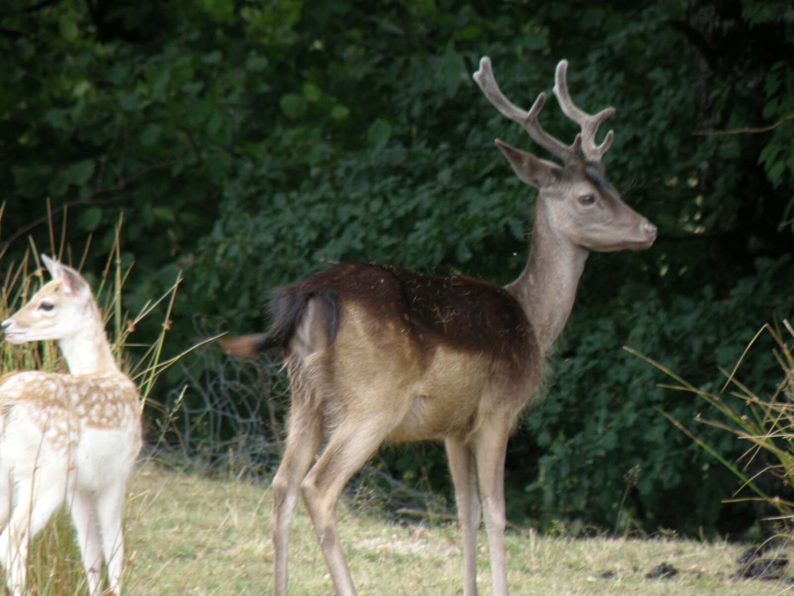 faon et bois sur la tete