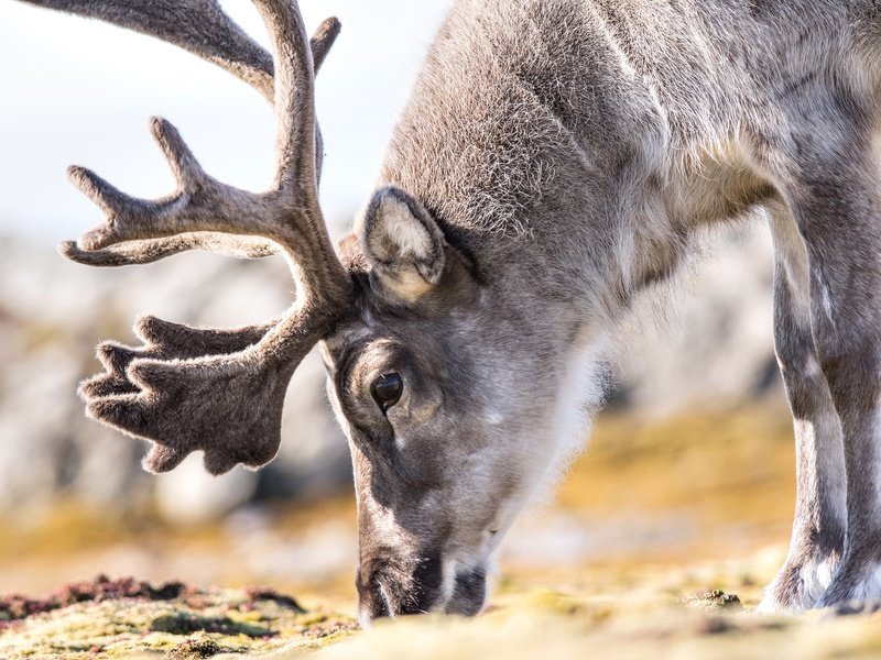 renne ou caribou